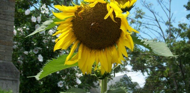 EDSGardenSunflower